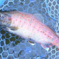 良型連発！ ～岡崎トラウトポンド～